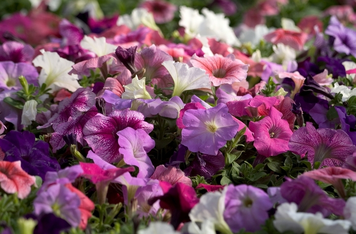 Madness® Total Mix - Petunia from Bloomfield Garden Center