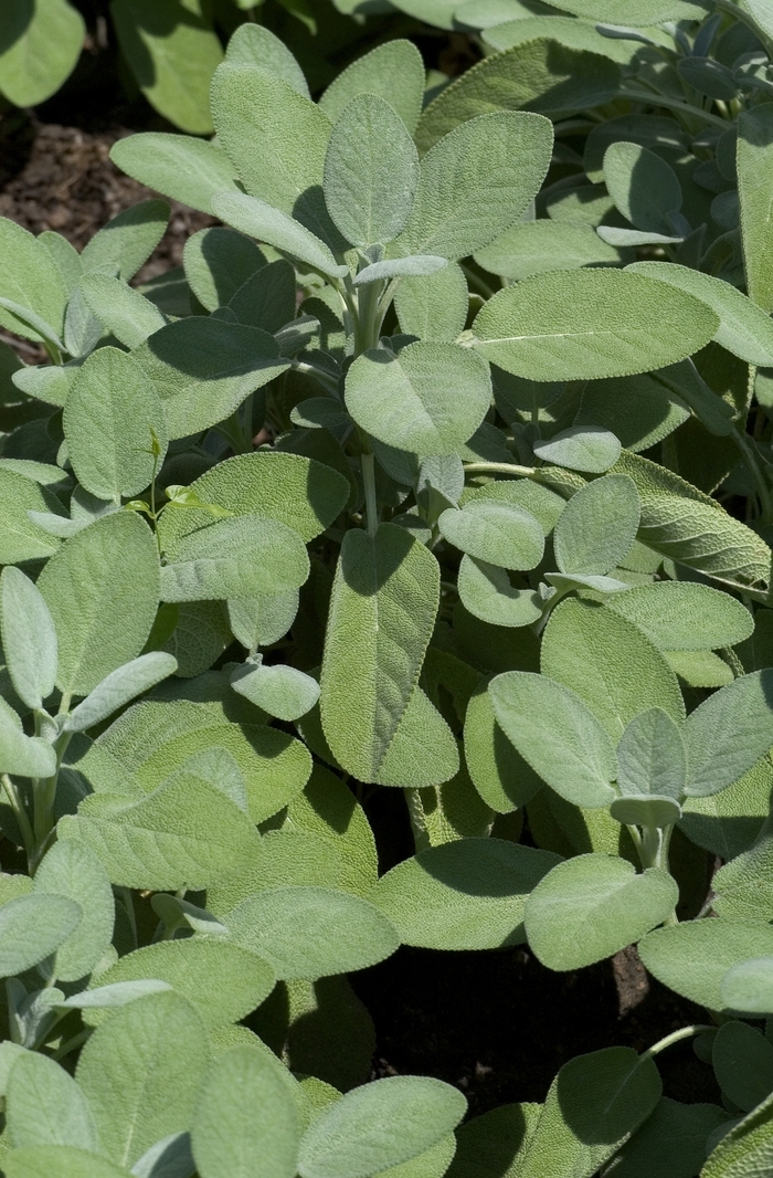 Berggarten - Sage - Salvia officinalis from Bloomfield Garden Center