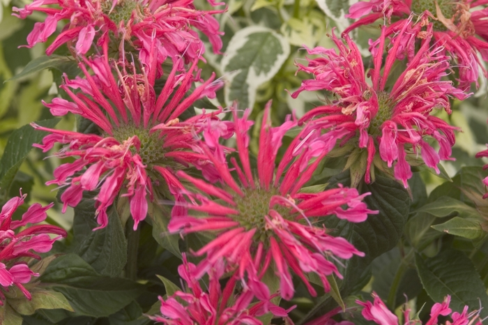 Coral Reef - Monarda - Bee Balm from Bloomfield Garden Center