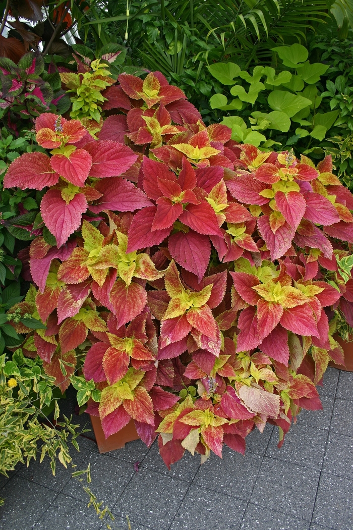 Alabama Sunset - Coleus from Bloomfield Garden Center