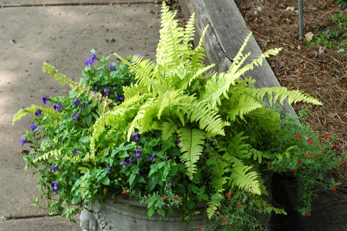 Boston Fern - Nephrolepis exaltata 'Rita's Gold' from Bloomfield Garden Center Boston Fern - Nephrolepis exaltata 'Rita's Gold' from Bloomfield Garden Center