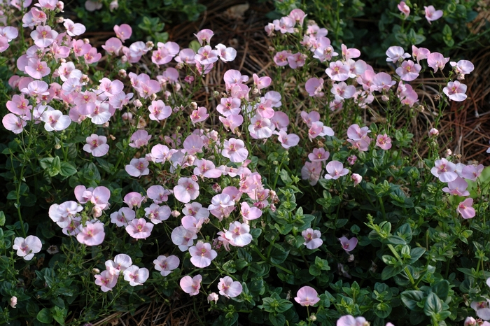 Darla® ''Light Pink'' - Diascia barberae (Twinspur) from Bloomfield Garden Center Darla® ''Light Pink'' - Diascia barberae (Twinspur) from Bloomfield Garden Center