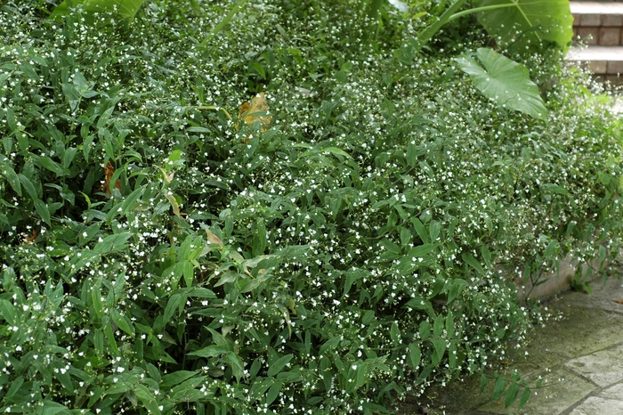 Gibasis Bridal Veil - Bridal Veil Gibasis from Bloomfield Garden Center