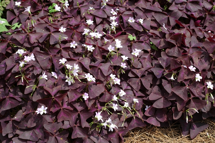 Burgundy Shamrock - Oxalis regnellii from Bloomfield Garden Center Burgundy Shamrock - Oxalis regnellii from Bloomfield Garden Center