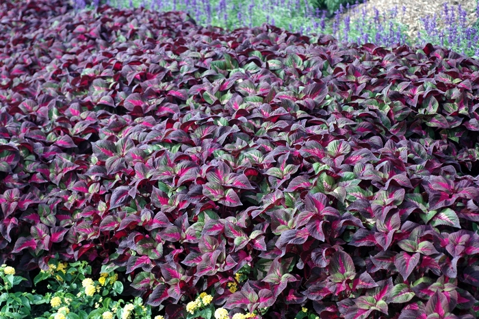 Magilla™ - Perilla from Bloomfield Garden Center