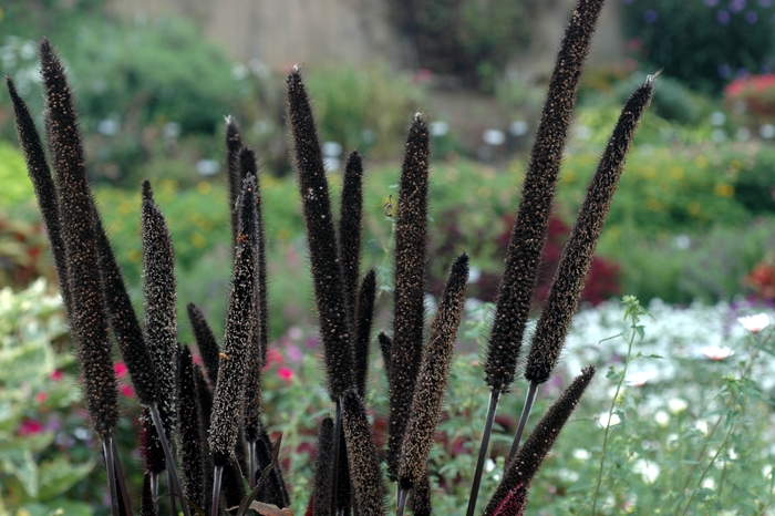 Purple Baron - Ornamental Millet - Pennisetum glaucum from Bloomfield Garden Center Purple Baron - Ornamental Millet - Pennisetum glaucum from Bloomfield Garden Center