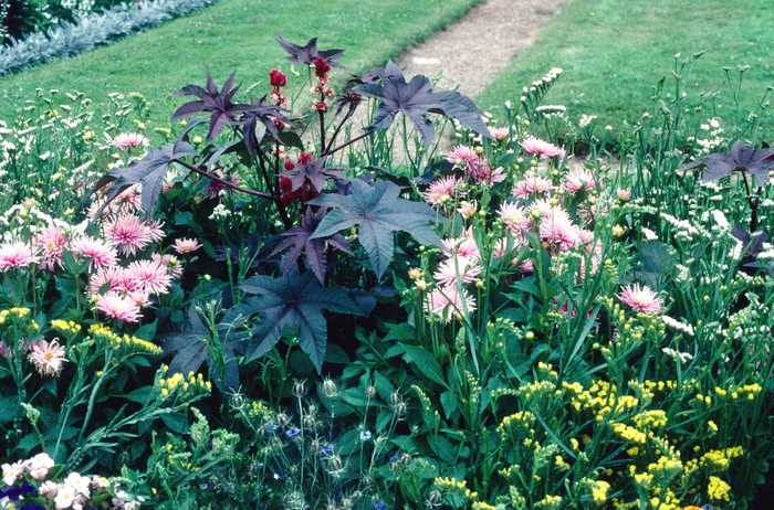 Castor Bean - Red - Ricinus communis from Bloomfield Garden Center