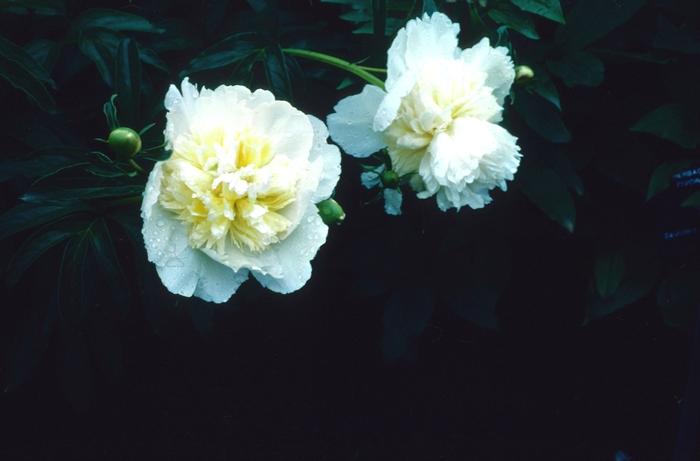Honey Gold - Paeonia lactiflora from Bloomfield Garden Center Honey Gold - Paeonia lactiflora from Bloomfield Garden Center