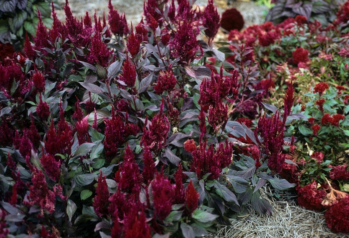 New Look - Celosia - Feather from Bloomfield Garden Center