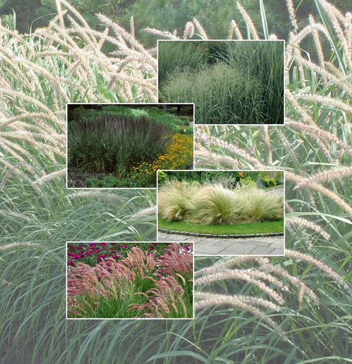 CUSTOM - Accent Plants - Multiple Varieties from Bloomfield Garden Center