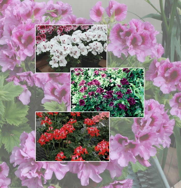 CUSTOM Geranium - Multiple Varieties from Bloomfield Garden Center