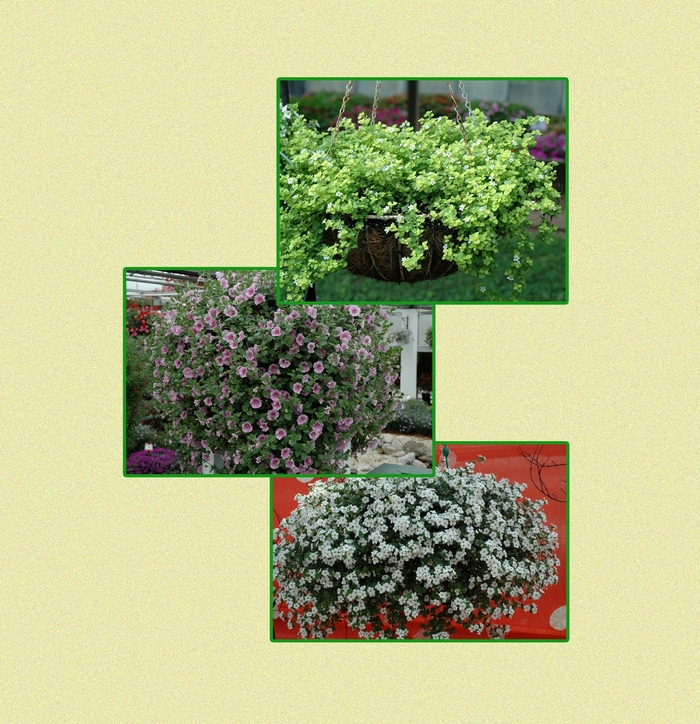 CUSTOM Hanging Basket - Multiple Varieties from Bloomfield Garden Center CUSTOM Hanging Basket - Multiple Varieties from Bloomfield Garden Center