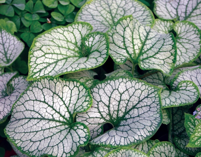 Jack Frost - Brunnera - Bugloss from Bloomfield Garden Center