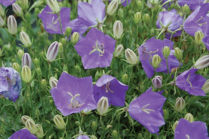 'Blue Clips' - Campanula Bell Flower from Bloomfield Garden Center