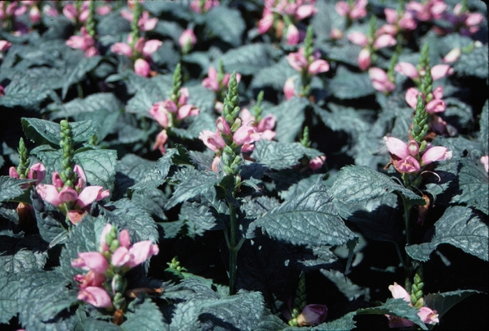 Hot Lips Turtlehead - Chelone from Bloomfield Garden Center