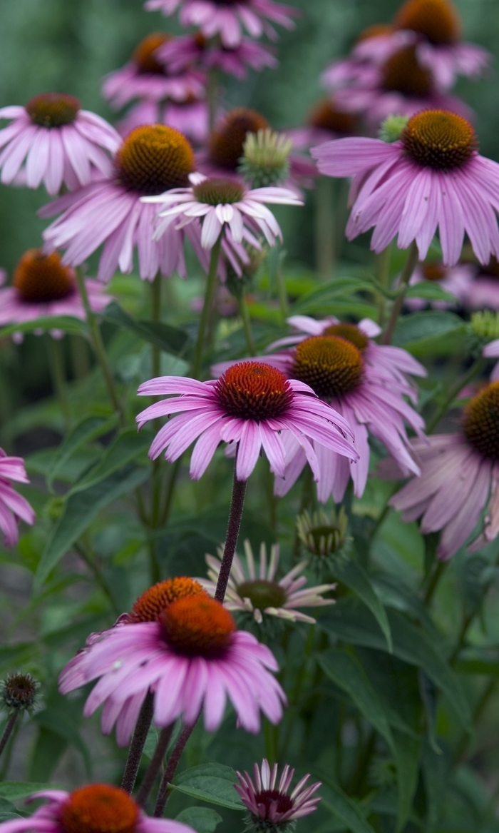 Magnus Purple - Echinacea from Bloomfield Garden Center