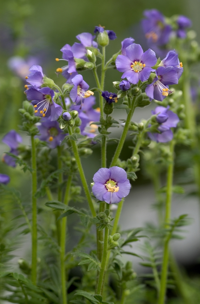 Heavenly Blue - Polemonium Jacobs Ladder from Bloomfield Garden Center