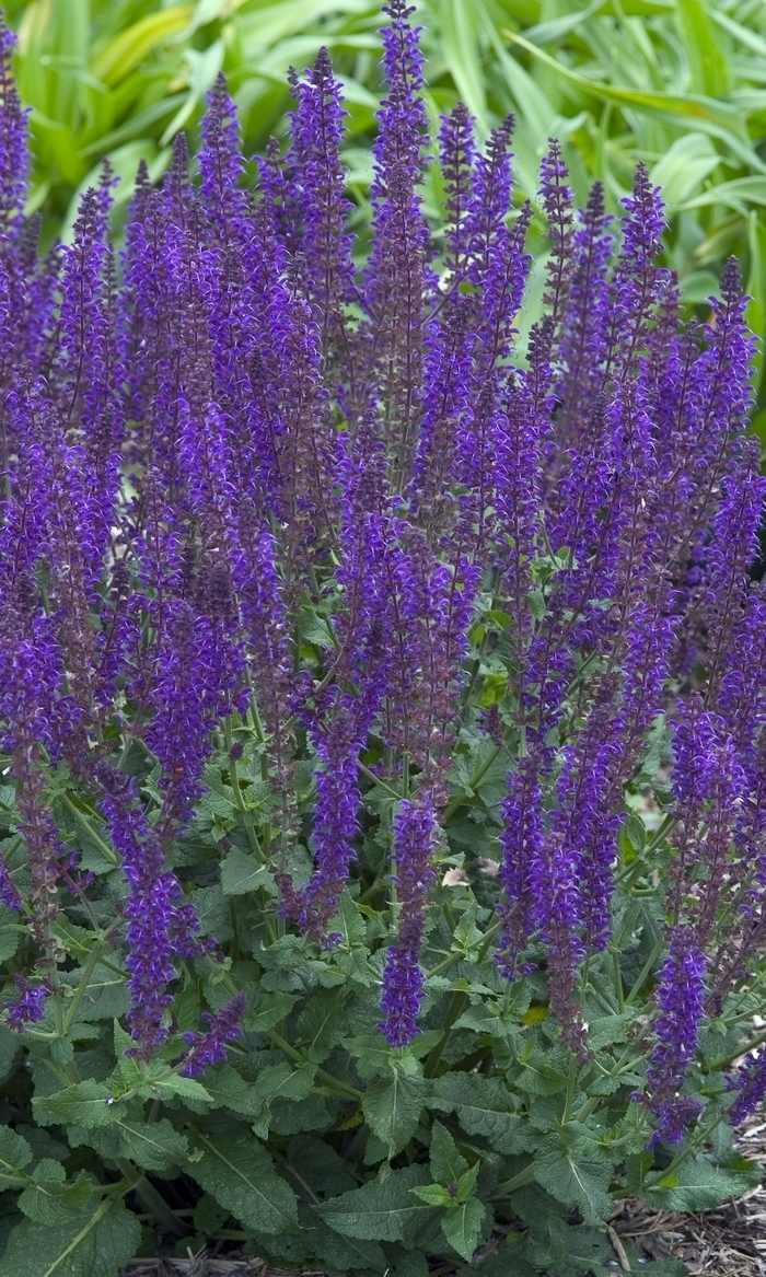 'May Night' Meadow Sage - Salvia x sylvestris from Bloomfield Garden Center 'May Night' Meadow Sage - Salvia x sylvestris from Bloomfield Garden Center