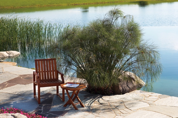Graceful Grasses® King Tut® - Cyperus papyrus from Bloomfield Garden Center