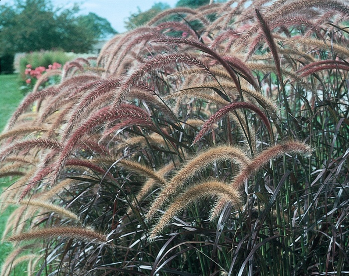 Graceful Grasses® 'Rubrum' - Pennisetum setaceum from Bloomfield Garden Center