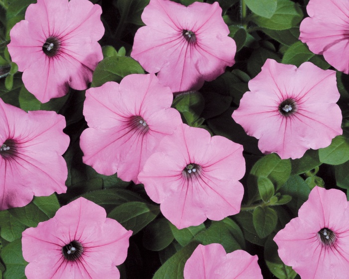 Supertunia Vista® Bubblegum® - Petunia - Premium from Bloomfield Garden Center