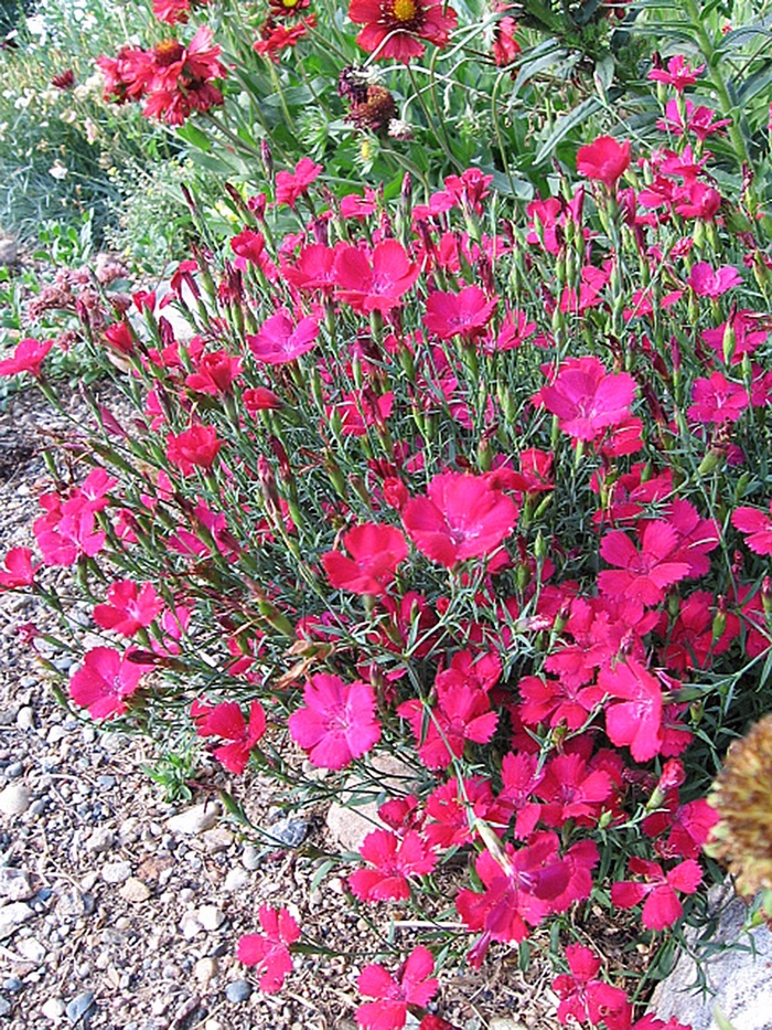 Zing Rose - Dianthus Maiden Pinks from Bloomfield Garden Center