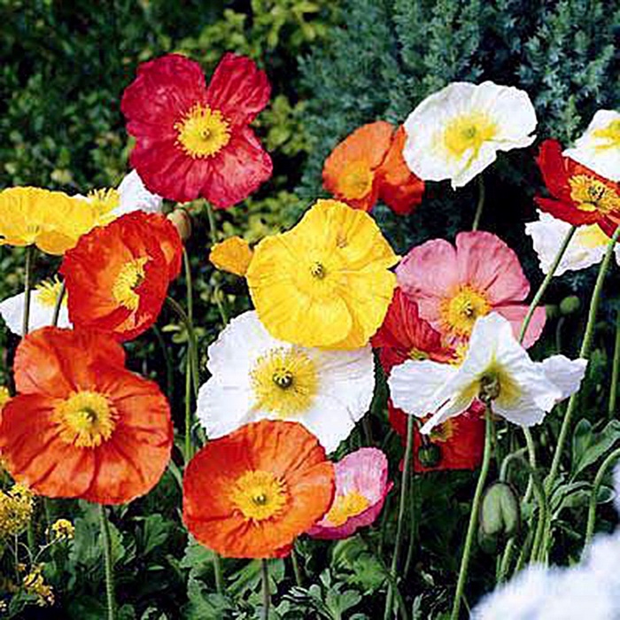 Alpine Mix - Papaver Poppy from Bloomfield Garden Center