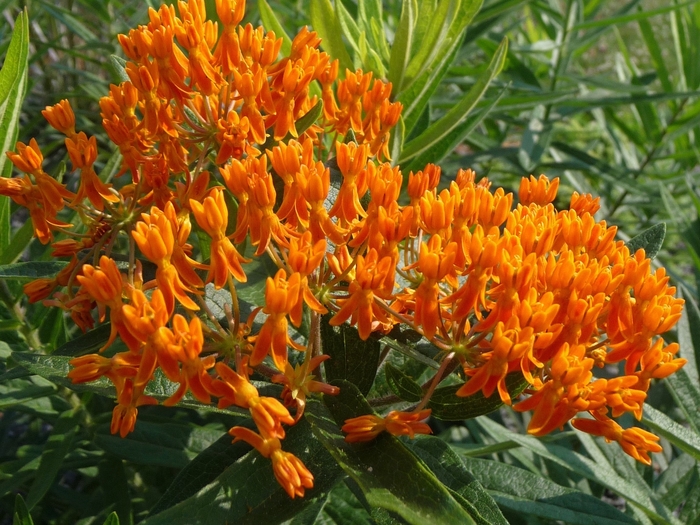 Butterfly Milkweed - Asclepias tuberosa from Bloomfield Garden Center Butterfly Milkweed - Asclepias tuberosa from Bloomfield Garden Center