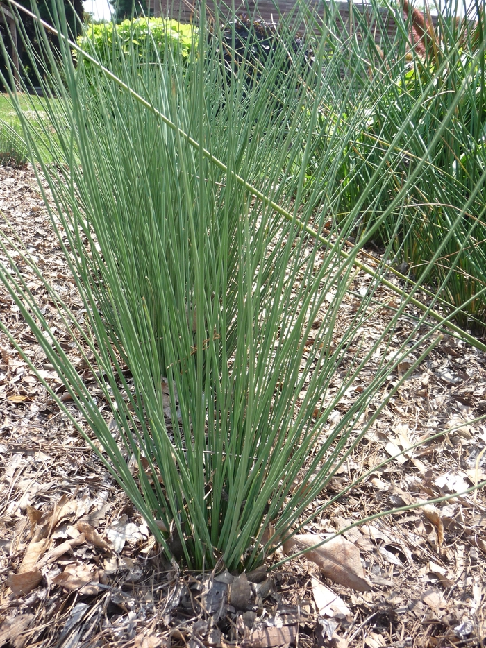 Blue Arrows - Juncus inflexus from Bloomfield Garden Center