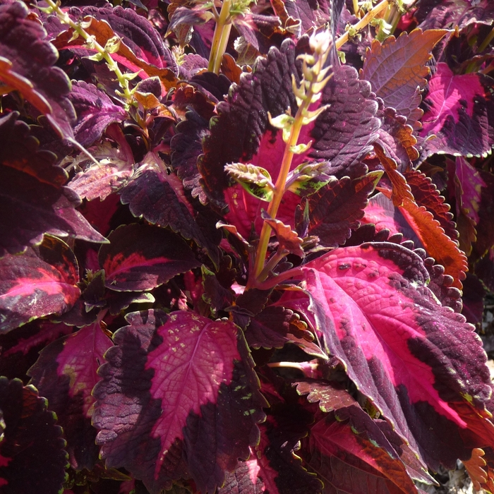 ''Kingswood Torch'' - Coleus from Bloomfield Garden Center ''Kingswood Torch'' - Coleus from Bloomfield Garden Center