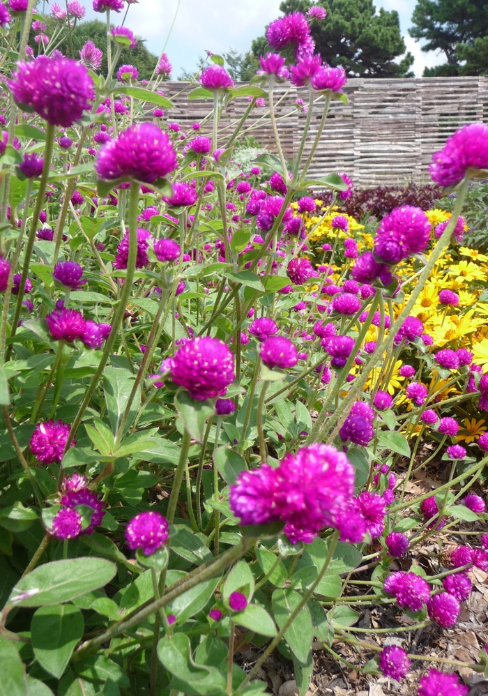 Las Vegas Purple - Gomphrena from Bloomfield Garden Center