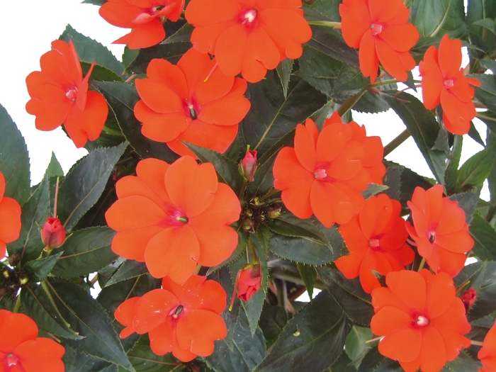 SunPatiens® Compact Orange - Impatiens - Sunpatiens from Bloomfield Garden Center