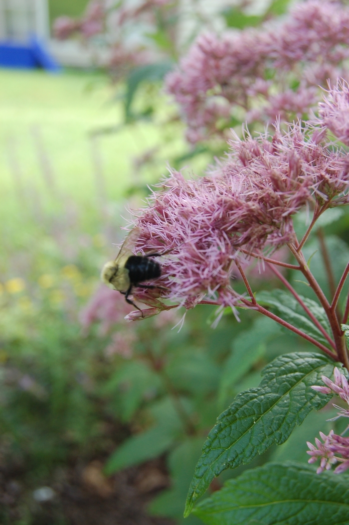 Phantom - Eupatorium - Joe Pye Weed from Bloomfield Garden Center