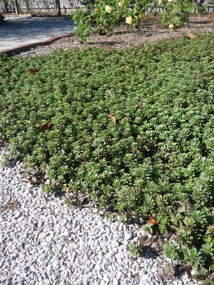 Stonecrop - Sedum kamtschaticum from Bloomfield Garden Center