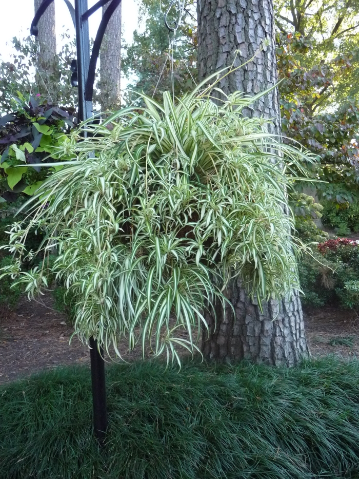Spider Plant - Variegatum - Spider Plant from Bloomfield Garden Center