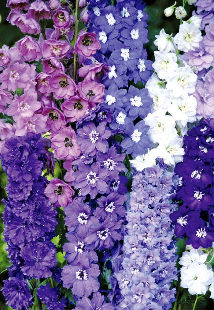 Pacific Giants Mix - Delphinium from Bloomfield Garden Center