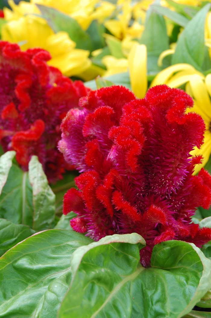 Armor Mix - Celosia - Cockscomb from Bloomfield Garden Center