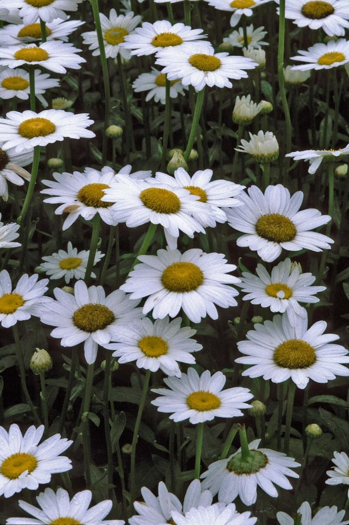 Becky - Leucanthemum from Bloomfield Garden Center