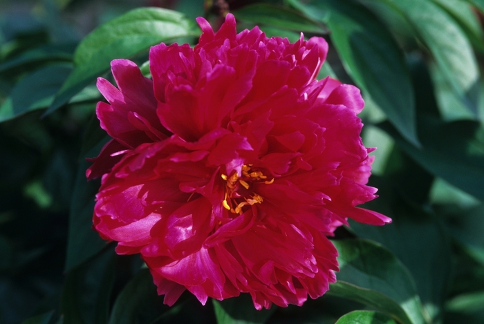Karl Rosenfeld - Paeonia lactiflora from Bloomfield Garden Center Karl Rosenfeld - Paeonia lactiflora from Bloomfield Garden Center
