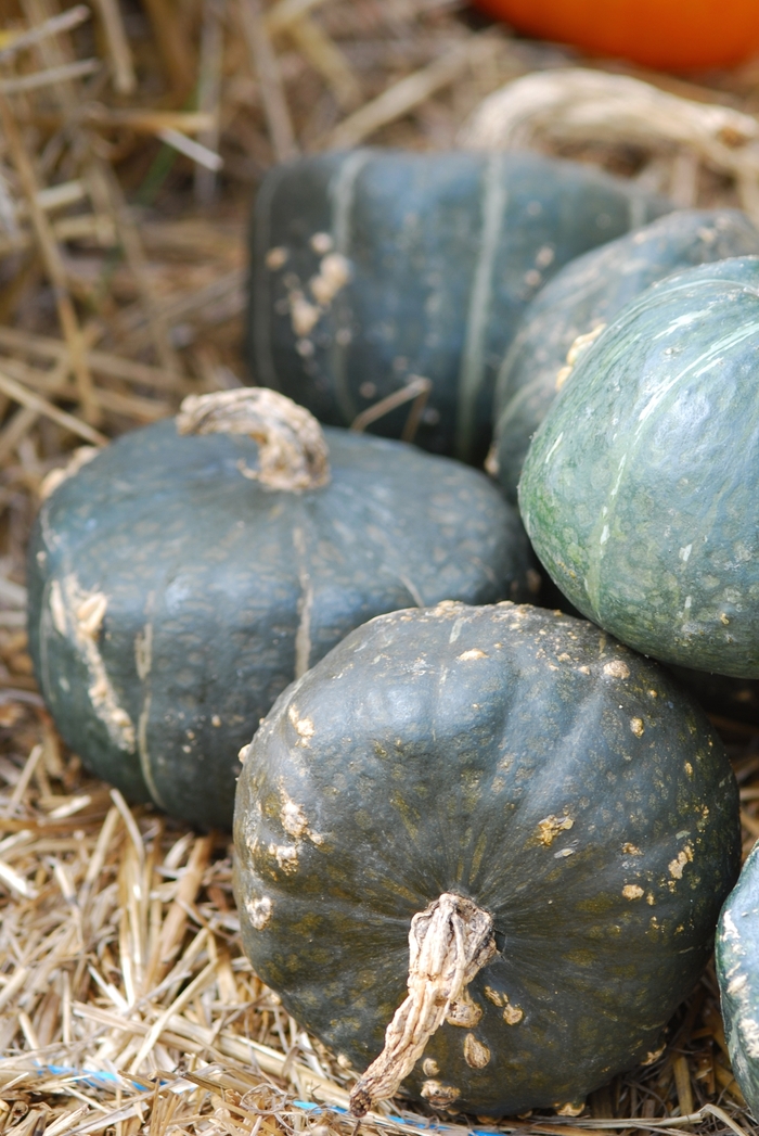 Burgess Buttercup - Squash - Winter from Bloomfield Garden Center