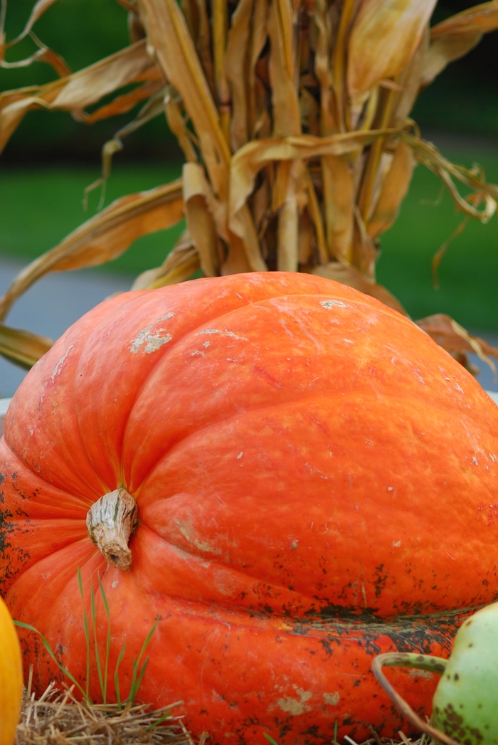 Big Max - Pumpkin from Bloomfield Garden Center