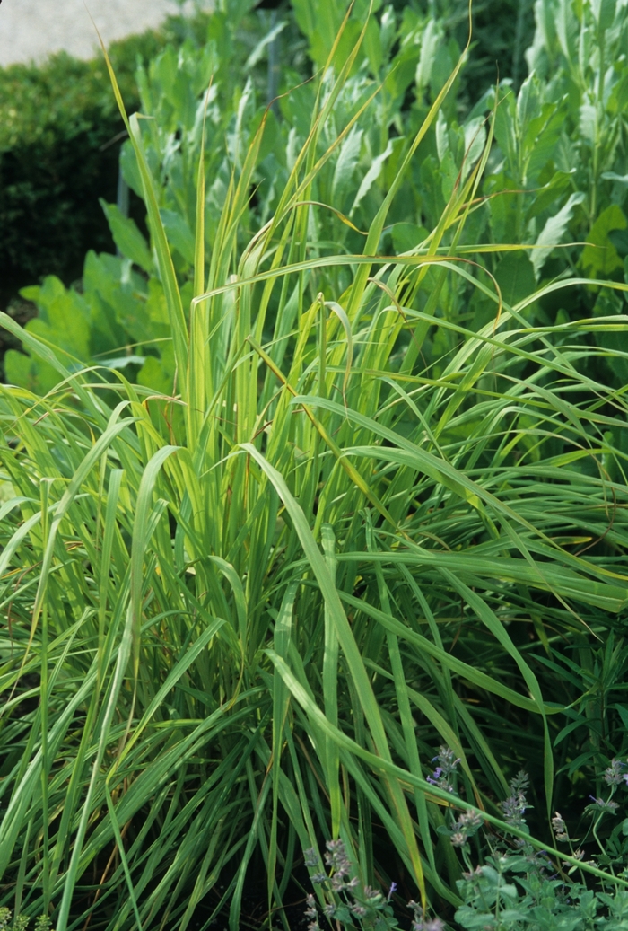 Lemon Grass - Lemon Grass from Bloomfield Garden Center