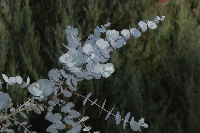 Gum Tree Eucalyptus - Eucalyptus cinerea from Bloomfield Garden Center Gum Tree Eucalyptus - Eucalyptus cinerea from Bloomfield Garden Center