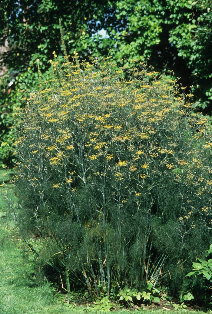 Florence - Fennel from Bloomfield Garden Center