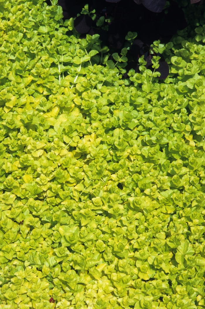 Aurea - Lysimachia - Yellow Creeping Jenny from Bloomfield Garden Center Aurea - Lysimachia - Yellow Creeping Jenny from Bloomfield Garden Center