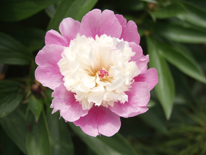 Sorbet - Paeonia lactiflora from Bloomfield Garden Center Sorbet - Paeonia lactiflora from Bloomfield Garden Center