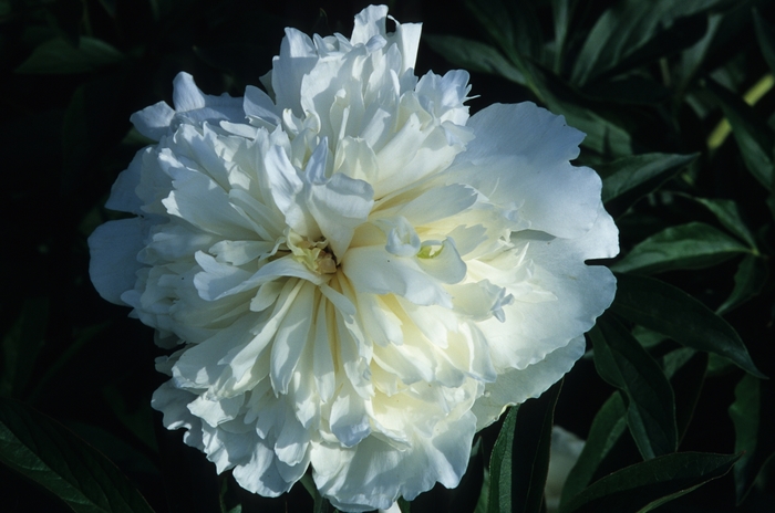 Duchess de Nemours - Paeonia lactiflora from Bloomfield Garden Center Duchess de Nemours - Paeonia lactiflora from Bloomfield Garden Center