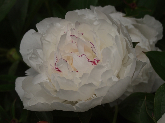 'Festiva Maxima' - Paeonia lactiflora from Bloomfield Garden Center 'Festiva Maxima' - Paeonia lactiflora from Bloomfield Garden Center