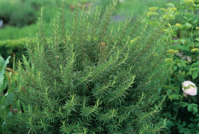 Tuscan Blue - Rosemary from Bloomfield Garden Center