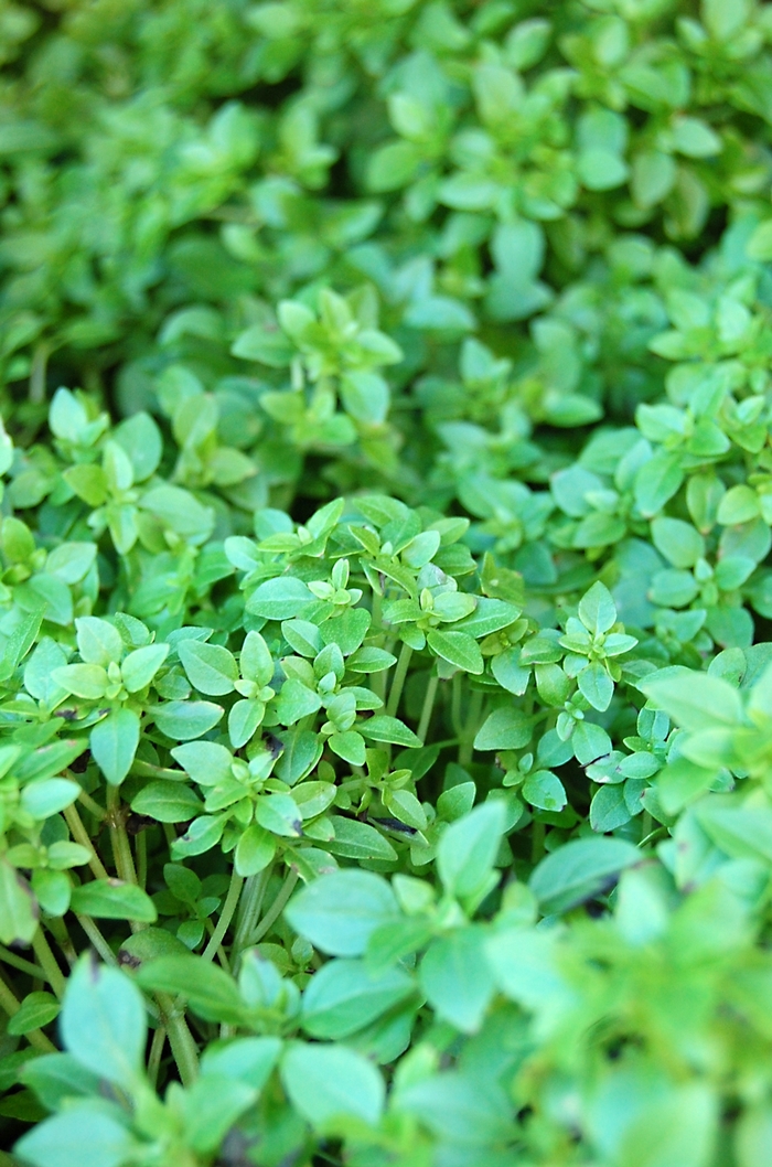 Boxwood - Basil from Bloomfield Garden Center